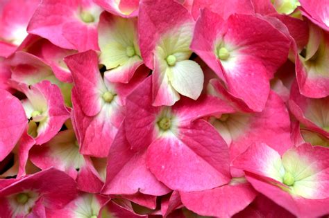 Pretty In Pink And Chartreuse