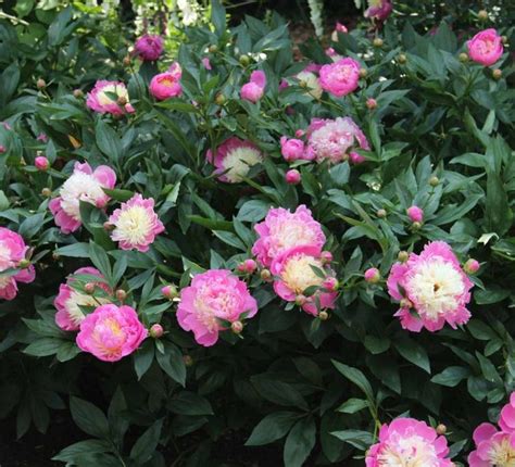 Paeonia Bowl Of Beauty Herbaceous Peony In Paeonia