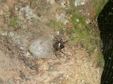 African Hermit Spider From Dungu Democratic Republic Of The Congo On