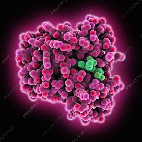 Myoglobin Molecule Stock Image C0155702 Science Photo Library