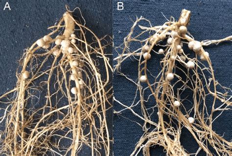 Soybean Root Nodules By Dan Guravich | lupon.gov.ph