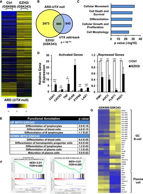 Utxkdm6a Loss Enhances The Malignant Phenotype Of Multiple Myeloma And