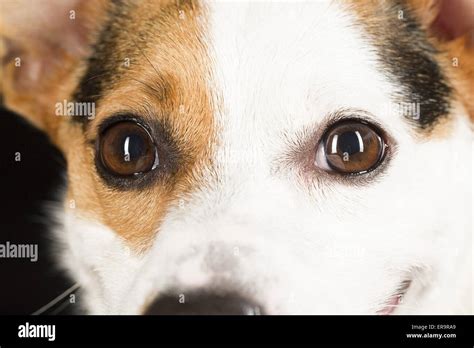 Jack Russell Terrier Eyes Stock Photo Alamy