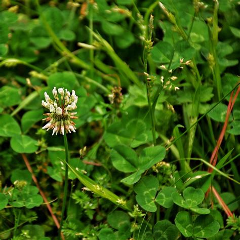 Clover Flower 4 7 2020 Timmerman Trail Cayce SC Nikon Flickr