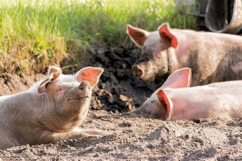 Cerdo Características Alimentación Hábitat Reproducción Depredadores