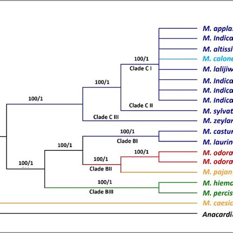 PDF Determination Of Phylogenetic Relationships In The Genus