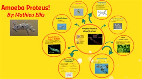 Amoeba Proteus Classification! by Mathieu Ellis on Prezi