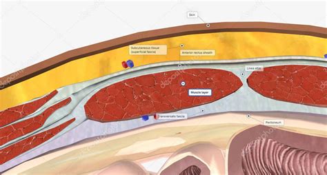 La Pared Abdominal Se Compone De Un Conjunto De Estructuras En Capas