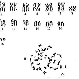 A Standard Karyotype Of Male M Erythroleucus From KBY 35 2 N 5 38