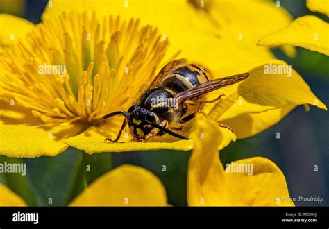 Queen Wasp Hi Res Stock Photography And Images Alamy