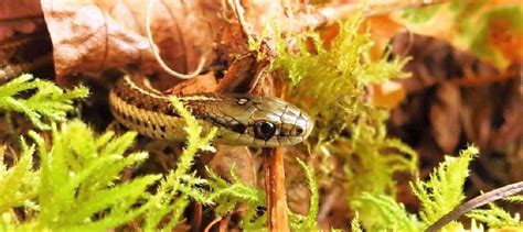 Western Terrestrial Garter Snake, Vancouver Island, BC | Gohiking.ca