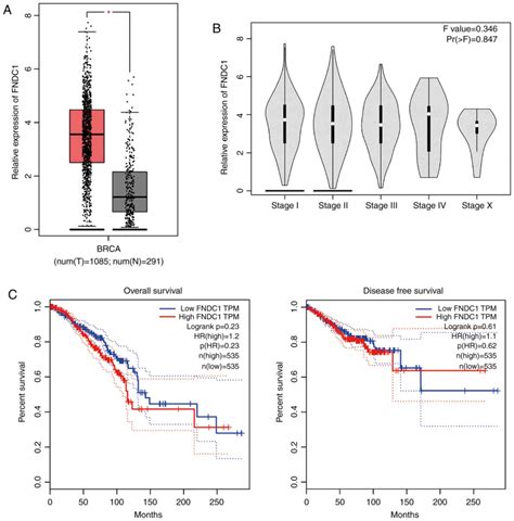 The Silencing Of Fndc Inhibits The Tumorigenesis Of Breast Cancer