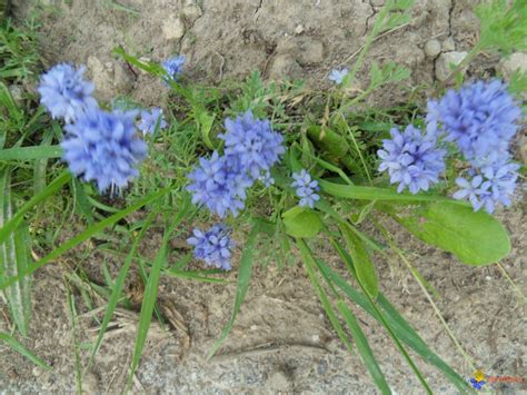 Petites Fleurs Bleues Agencement De Jardin Aux Meilleurs Prix