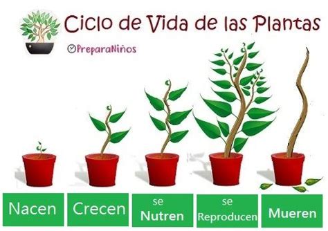 Las Plantas Funciones Vitales Ciclo De Vida De Las Plantas Ciclos