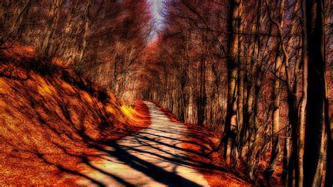 Autumn Roads Forests Trees HD Wallpaper Rare Gallery