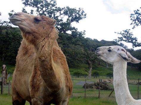 Camel And Llama Flickr Photo Sharing