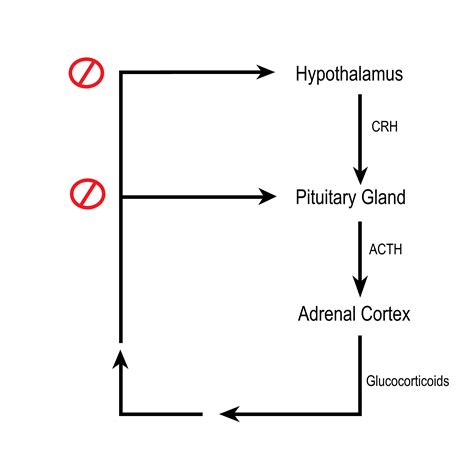 Adrenal Cortex Feedback Loop