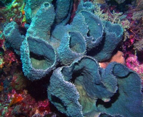 10 Facts You Didnt Know About Sea Sponges