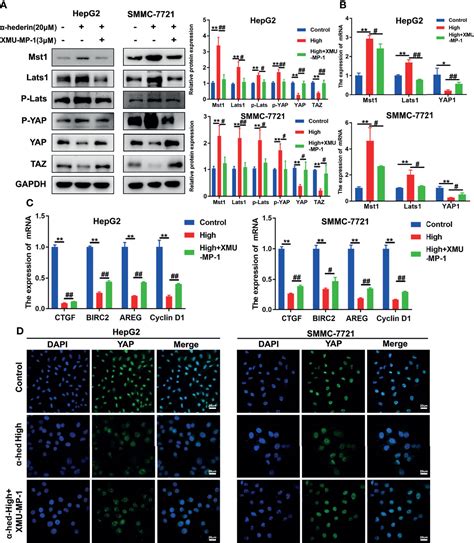 Frontiers Hederin Inhibits The Proliferation Of Hepatocellular