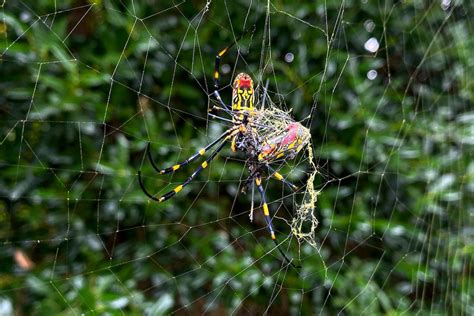 Theyre Big Theyre Colorful But Joro Spiders Arent Nightmare Fodder