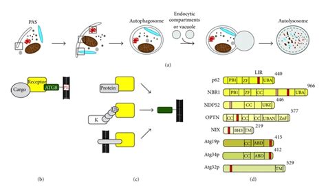 A Overview Of Selective Autophagy Boxes Indicate Localization Of