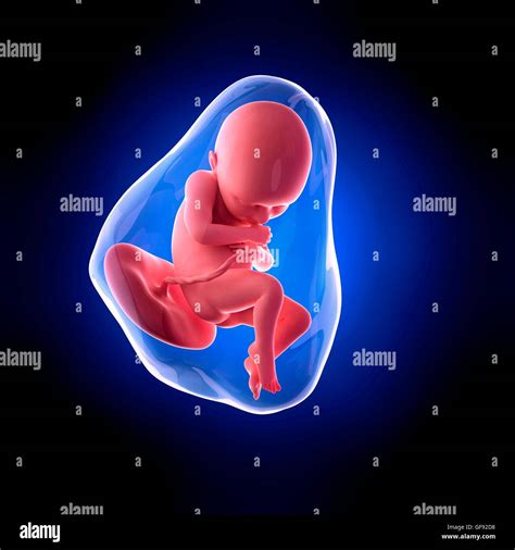 Feto Humano De 36 Semanas De Edad Ilustración Fotografía De Stock Alamy