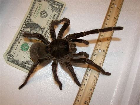 This Giant New Tarantula Has An Eight Inch Leg Span Large Spiders