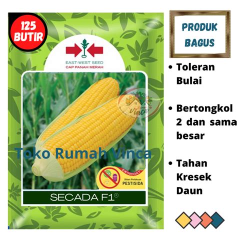 Jual Benih Bibit Biji Jagung Manis Secada F Butir Cap Panah Merah