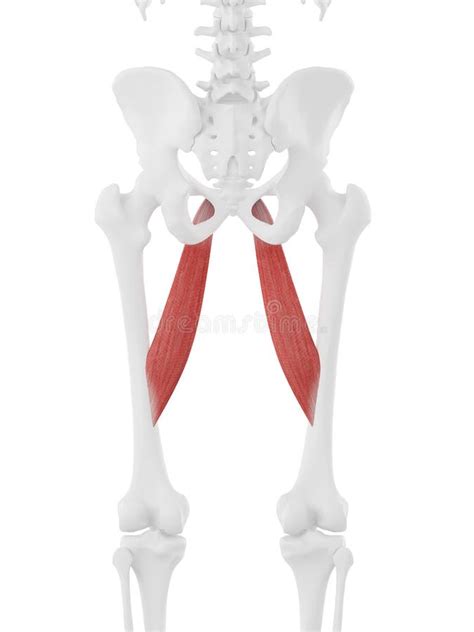 The Adductor Longus Stock Illustration Illustration Of Medical