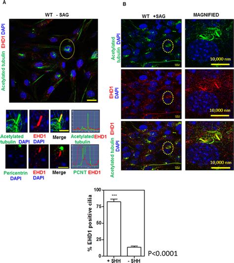 SHH Pathway Activation Enhances EHD1 Localization To The Cilia A WT