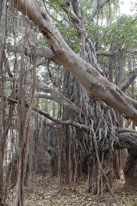 Banyan Tree Ficus Benghalensis Qutub Shahi Tombs Hyderabad India