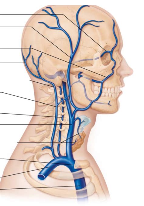 BIOL 244L Veins Of Head And Neck Diagram Quizlet