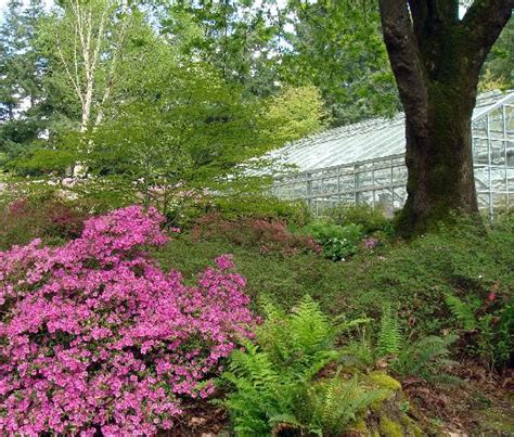 Rhododendron Species Botanical Garden Federal Way 2018 All You Need To Know Before You Go