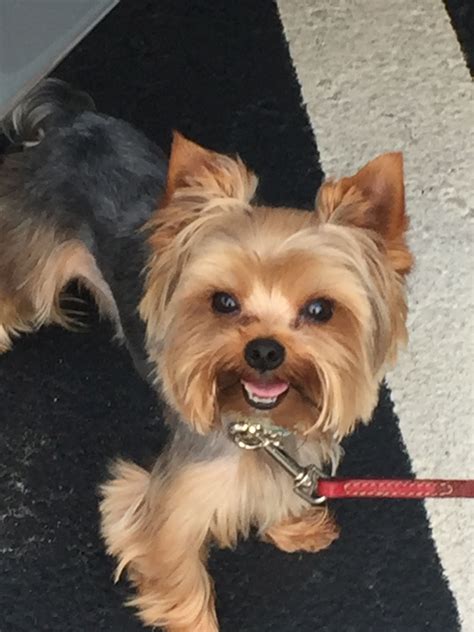 Omg Look At That Cute Face Yorkshireterrier Yorkshire Terrier