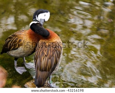 Two Ducks Kissing Stock Photo 43216198 : Shutterstock