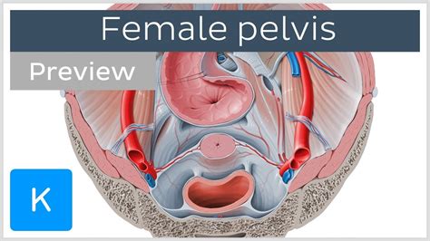 Superior View Of The Female Pelvis Preview Human Anatomy Kenhub Youtube