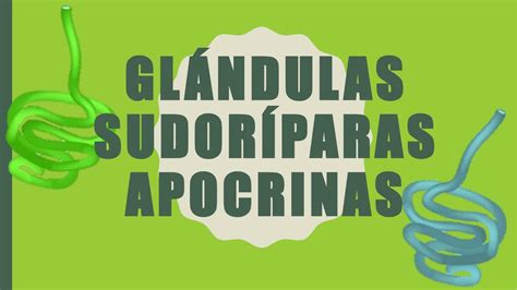 Glándulas sudoríparas apocrinas | Andrea Martínez Faggioli | uDocz