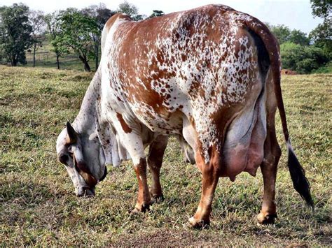 Gir Lechero Vacas De Leche Pinterest Cattle Livestock And Jersey