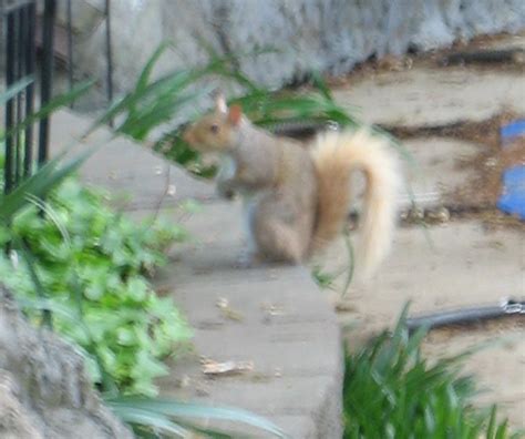 Fur Color Variations In Grey Squirrels Hubpages