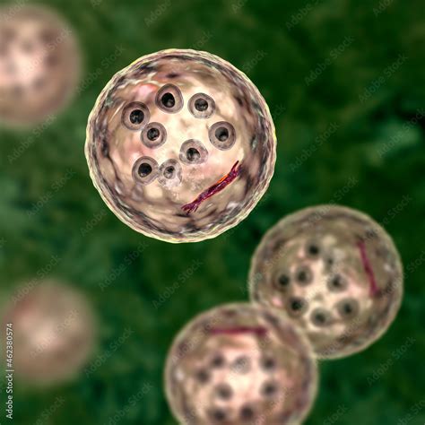 Cysts Of Entamoeba Coli Protozoan 3d Illustration Stock Illustration Adobe Stock