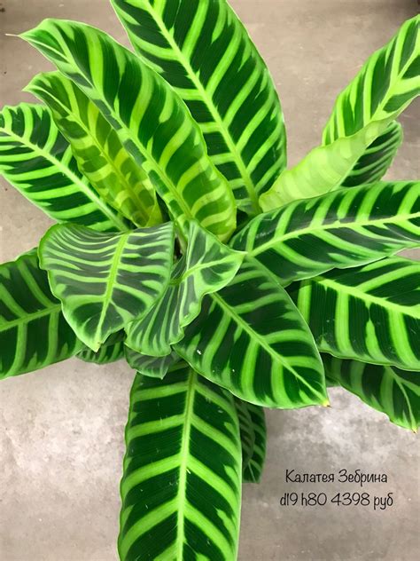 Калатея Зебрина (calathea Zebrina) | Растения, Калатея, Лиственные растения