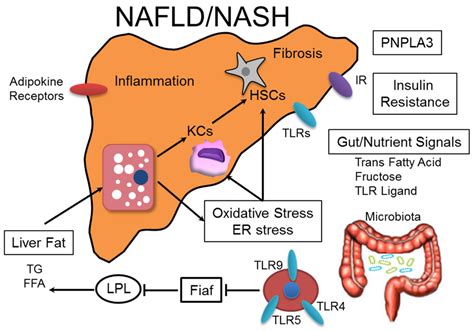 Nutrients Free Full Text Novel Action Of Carotenoids On Non