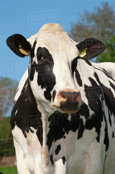 Agriculture - Closeup of a Holstein dairy cow / Cumbria, England ...
