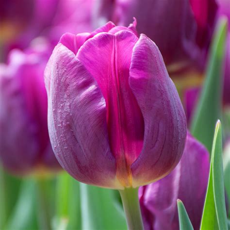 Best Purple Tulip Bulbs Always Wholesale Pricing Colorblends®