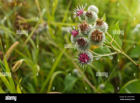 Arctium Lappa Commonly Called Greater Burdock Blooming Burdock Flowers