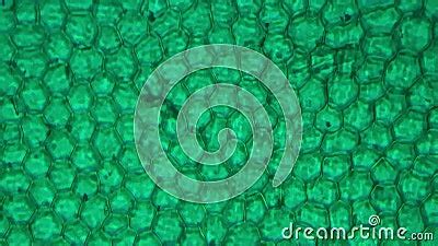 Green Cells of Funaria Leaf Filmed Under Microscope 400x on Bright ...