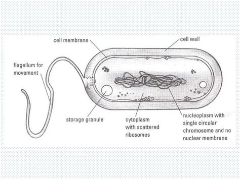 Wiring And Diagram: Labelled Diagram Of Fungi Cell