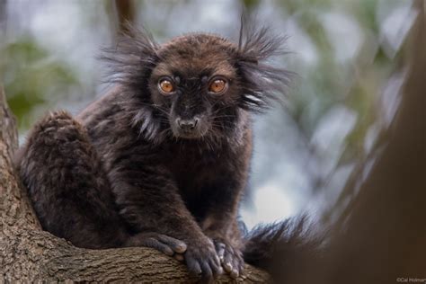 Lemur Park, Madagascar