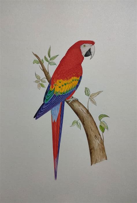 Painting Gouache Art Collectibles Original Gouache Macaw Painting