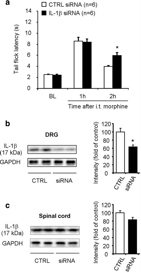 Intrathecal Injections Of Il Sirna Prolong Morphine Analgesia And